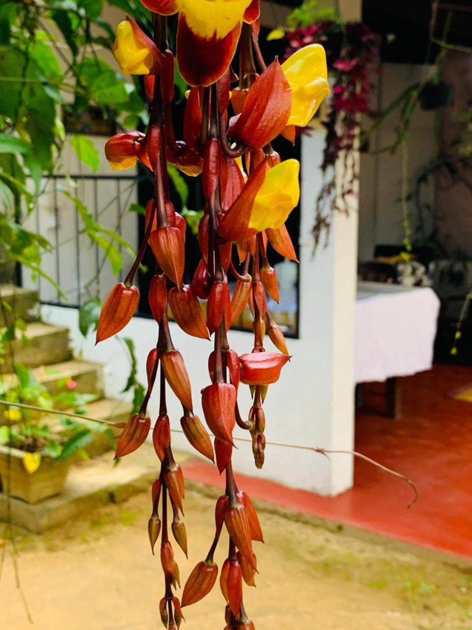 Little Cottage إيلا المظهر الخارجي الصورة