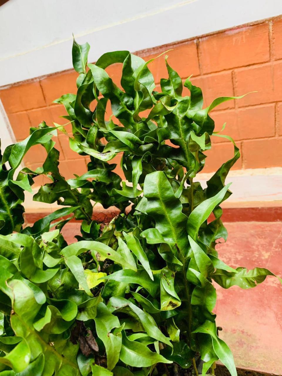 Little Cottage إيلا المظهر الخارجي الصورة