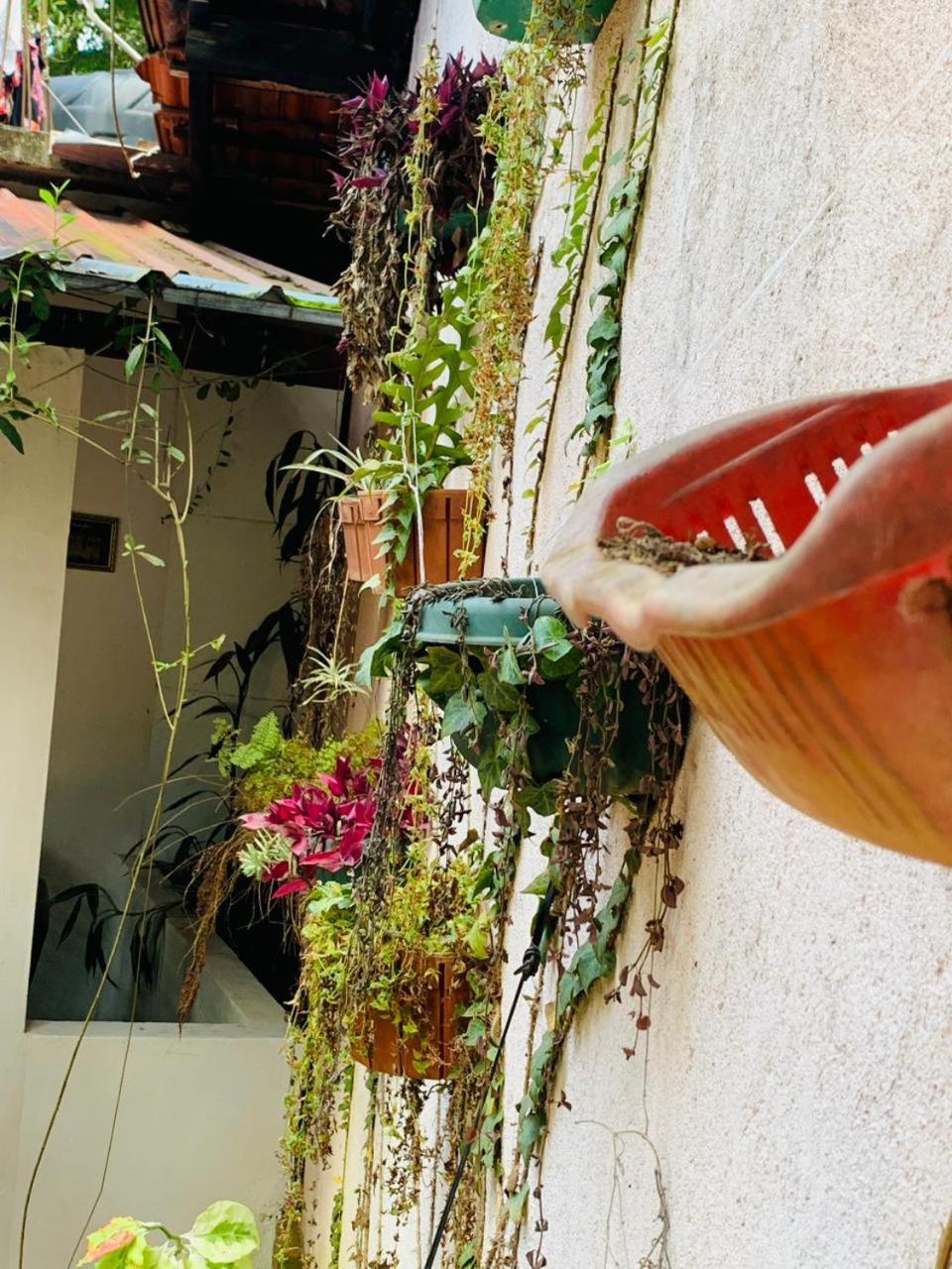 Little Cottage إيلا المظهر الخارجي الصورة