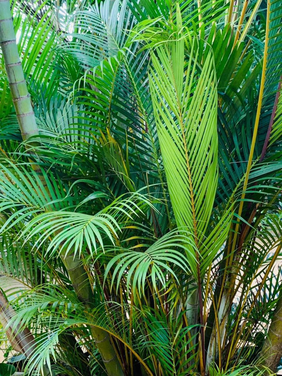 Little Cottage إيلا المظهر الخارجي الصورة