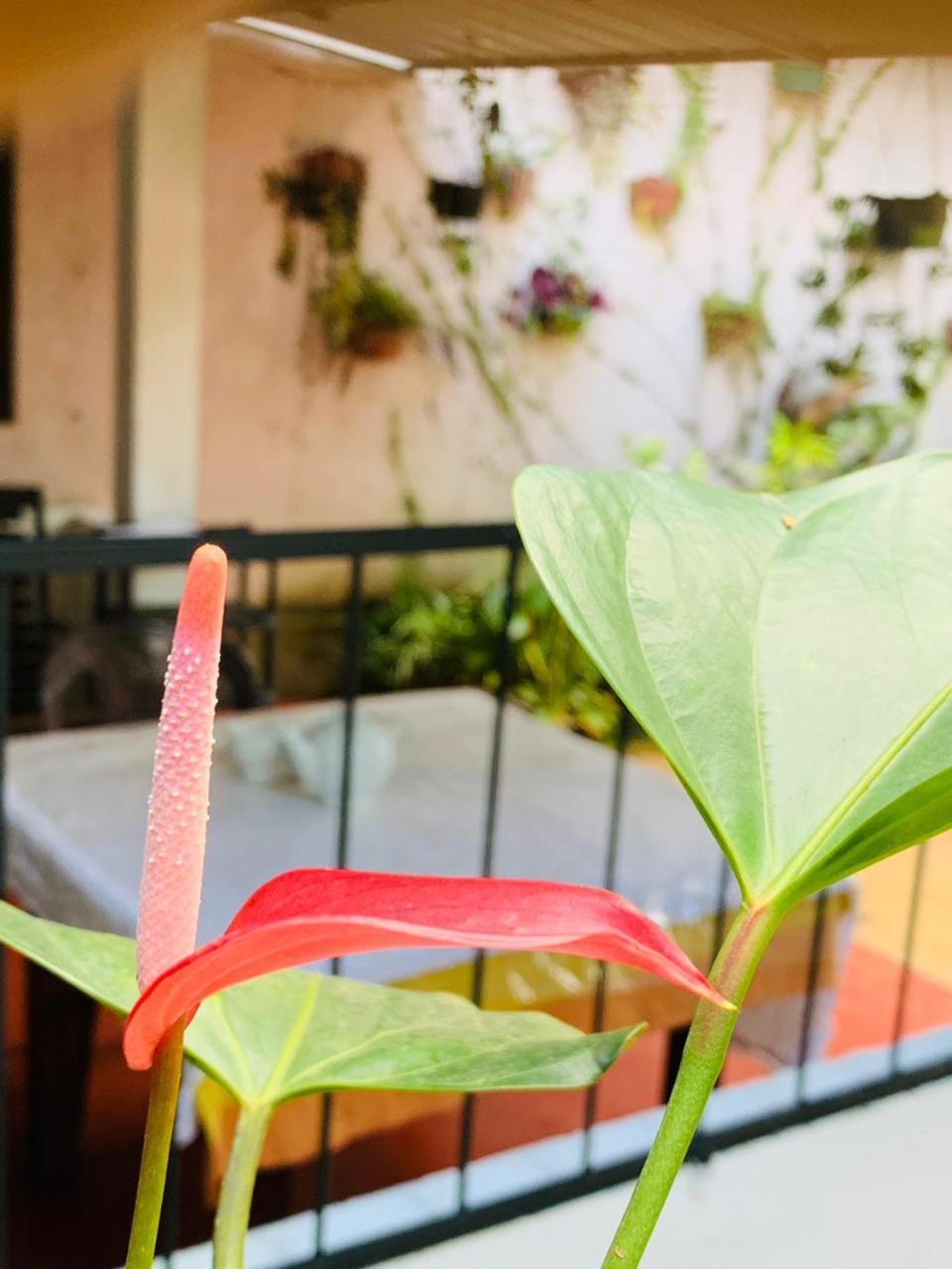 Little Cottage إيلا المظهر الخارجي الصورة