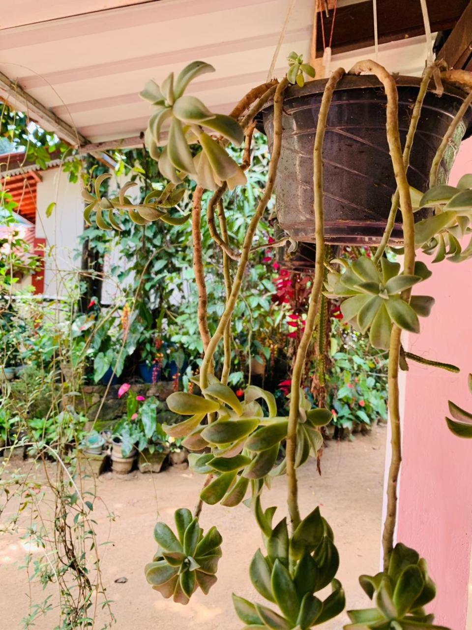 Little Cottage إيلا المظهر الخارجي الصورة